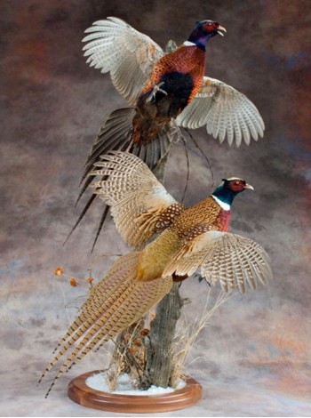 Чучело два летящих охотничьих фазана 