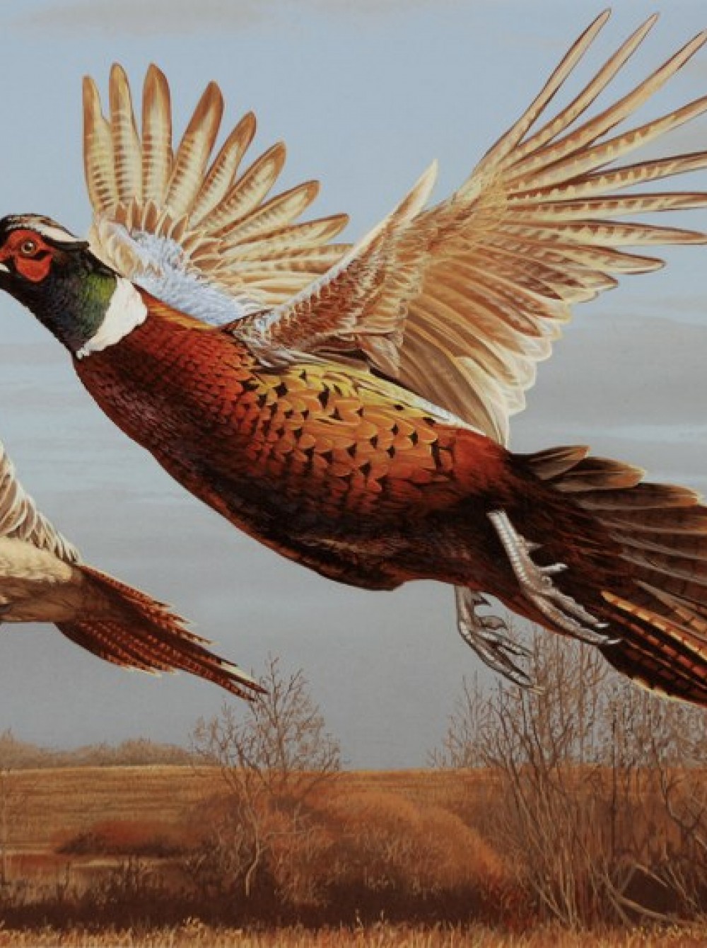 правила охоты на фазана