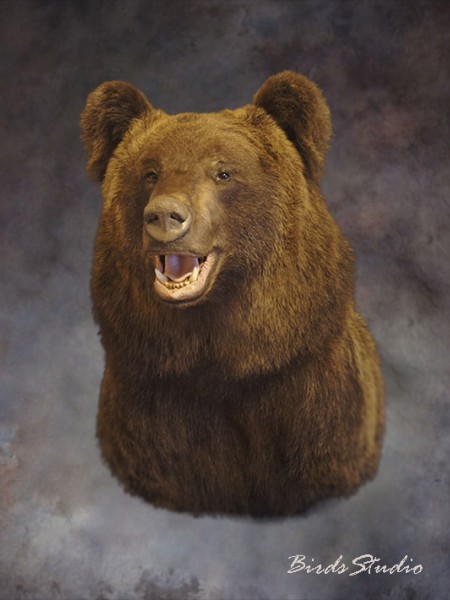 Чучело голова медведя