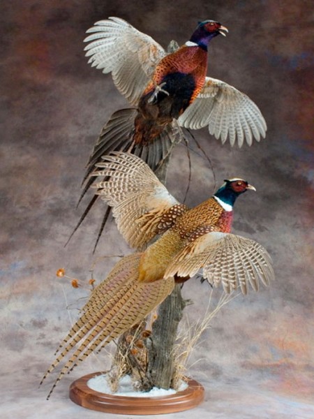 Чучело два летящих охотничьих фазана 