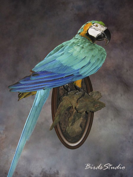 Чучело птицы попугай ара