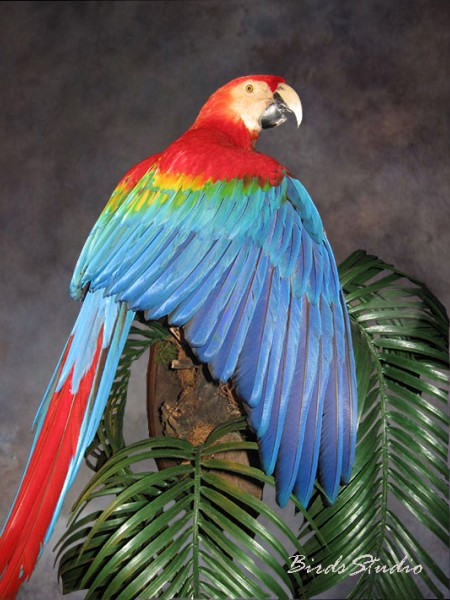 Чучело птицы красно синий ара 